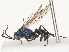  ( - CBG-A51919-B08)  @11 [ ] CreativeCommons - Attribution Share - Alike (2024) CBG Photography Group Centre for Biodiversity Genomics