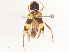  (Neoclytus provoanus - CBG-A51925-B05)  @11 [ ] CreativeCommons - Attribution Share - Alike (2024) CBG Photography Group Centre for Biodiversity Genomics