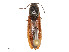  ( - CBG-A51994-B08)  @11 [ ] CreativeCommons - Attribution Share - Alike (2024) CBG Photography Group Centre for Biodiversity Genomics