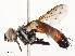  ( - CBG-A51994-F08)  @11 [ ] CreativeCommons - Attribution Share - Alike (2024) CBG Photography Group Centre for Biodiversity Genomics