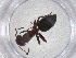  ( - CBG-A52693-D09)  @11 [ ] CreativeCommons - Attribution Share - Alike (2024) Centre for Biodiversity Genomics Centre for Biodiversity Genomics