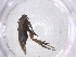  ( - CBG-A52701-H07)  @11 [ ] CreativeCommons - Attribution Share - Alike (2024) Centre for Biodiversity Genomics Centre for Biodiversity Genomics
