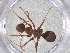 ( - CBG-A53449-G10)  @11 [ ] CreativeCommons - Attribution Share - Alike (2024) Centre for Biodiversity Genomics Centre for Biodiversity Genomics
