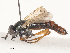  (Chromolepida - CBG-A53614-E10)  @11 [ ] CreativeCommons - Attribution Share - Alike (2024) CBG Photography Group Centre for Biodiversity Genomics