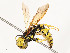  ( - CBG-A53622-B11)  @11 [ ] CreativeCommons - Attribution Share - Alike (2024) CBG Photography Group Centre for Biodiversity Genomics