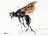  ( - CBG-A53626-E02)  @11 [ ] CreativeCommons - Attribution Share - Alike (2024) CBG Photography Group Centre for Biodiversity Genomics
