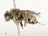  ( - CBG-A53627-A04)  @11 [ ] CreativeCommons - Attribution Share - Alike (2024) CBG Photography Group Centre for Biodiversity Genomics