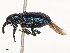  ( - CBG-A53663-G04)  @11 [ ] CreativeCommons - Attribution Share - Alike (2024) CBG Photography Group Centre for Biodiversity Genomics
