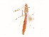  ( - CBG-A53665-E10)  @11 [ ] CreativeCommons - Attribution Share - Alike (2024) CBG Photography Group Centre for Biodiversity Genomics