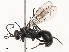  ( - CBG-B00903-H04)  @11 [ ] CreativeCommons - Attribution Share - Alike (2025) CBG Photography Group Centre for Biodiversity Genomics