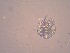  ( - IZCON005)  @11 [ ] No Rights Reserved  Unspecified Unspecified