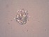  ( - IZCON006)  @12 [ ] No Rights Reserved  Unspecified Unspecified