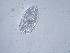  ( - IZCON019)  @12 [ ] No Rights Reserved  Unspecified Unspecified