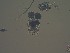  ( - IZCON037)  @12 [ ] No Rights Reserved  Unspecified Unspecified