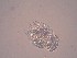  ( - IZCON093)  @13 [ ] No Rights Reserved  Unspecified Unspecified
