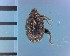  (Orchestes galloisi - CJWBP_Orgal-1_W0002)  @13 [ ] Copyright (2013) Unspecified Specimen depository of the Graduate School of Natural Sciences, Nagoya City University
