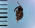  ( - CJWBP_Hoasp-1_W0011)  @12 [ ] Copyright (2013) Unspecified Specimen depository of the Graduate School of Natural Sciences, Nagoya City University