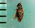  ( - CJWBP_Orsan-1_W0019)  @12 [ ] Copyright (2013) Unspecified Specimen depository of the Graduate School of Natural Sciences, Nagoya City University