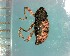  ( - CJWBP_Rhann-1_W0097)  @12 [ ] Copyright (2013) Unspecified Specimen depository of the Graduate School of Natural Sciences, Nagoya City University