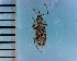  (Cyphicerus - CJWBP_Cyvir-1_W0168)  @13 [ ] Copyright (2013) Unspecified Specimen depository of the Graduate School of Natural Sciences, Nagoya City University