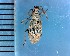  (Corymacronus - CJWBP_Conas-1_W0169)  @14 [ ] Copyright (2013) Unspecified Specimen depository of the Graduate School of Natural Sciences, Nagoya City University