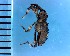 ( - CJWBP_Acsau-1_W0184)  @12 [ ] Copyright (2013) Unspecified Specimen depository of the Graduate School of Natural Sciences, Nagoya City University