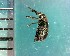  ( - CJWBP_Auuni-1_W0265)  @12 [ ] Copyright (2013) Unspecified Specimen depository of the Graduate School of Natural Sciences, Nagoya City University