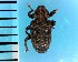  (Shirahoshizo rufescens - CJWBP_Shruf-3_W0276)  @14 [ ] Copyright (2013) Unspecified Specimen depository of the Graduate School of Natural Sciences, Nagoya City University