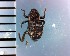 (Simulatacalles - CJWBP_Sisim-3_W0285)  @13 [ ] Copyright (2013) Unspecified Specimen depository of the Graduate School of Natural Sciences, Nagoya City University
