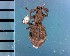  ( - CJWBP_Mypyr-11_W0312)  @13 [ ] Copyright (2013) Unspecified Specimen depository of the Graduate School of Natural Sciences, Nagoya City University