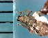  ( - CJWBP_Mypyr-12_W0314)  @12 [ ] Copyright (2013) Unspecified Specimen depository of the Graduate School of Natural Sciences, Nagoya City University