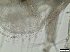  (Diaphanosoma brachyurum - Diaph_50)  @11 [ ] CreativeCommons - Attribution Share-Alike (2022) Unspecified University of Bialystok