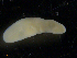  ( - C.Op.Ca.Lzi.1)  @13 [ ] CreativeCommons - Attribution (2014) Sean Locke Centre for Biodiversity Genomics