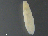  ( - C.Op.Ca.Lzi.3)  @12 [ ] CreativeCommons - Attribution (2014) Sean Locke Centre for Biodiversity Genomics