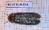  (Lampyris iberica - BC-JT-EUR-014)  @11 [ ] Copyright (2020) Julien Touroult Museum national d'Histoire naturelle