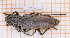  (Cerambyx carinatus - JT-EUR-082)  @11 [ ] CC-By (2021) Julien Touroult Muséum national d'histoire naturelle, Paris