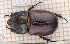  (Oryctes nasicornis nasicornis - JT-EUR-100)  @11 [ ] CC-By (2021) Julien Touroult Muséum national d'histoire naturelle, Paris