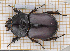  (Oryctes nasicornis kuntzeni - JT-EUR-123)  @11 [ ] CC-By (2021) Julien Touroult Muséum national d'histoire naturelle, Paris