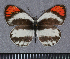  (Colotis euippe - GVDP124)  @14 [ ] Copyright (2009) Unspecified Unspecified