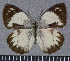  (Colotis ione - GVDP126)  @15 [ ] Copyright (2009) Unspecified Unspecified