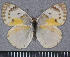  (Colotis halimede - GVDP113)  @14 [ ] Copyright (2009) Unspecified Unspecified