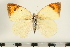  (Colotis subfasciatus - TBL-007)  @14 [ ] Copyright (2009) Unspecified Unspecified