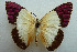  (Colotis - CNCLEP00056366)  @15 [ ] CreativeCommons - Attribution Non-Commercial Share-Alike (2009) Unspecified Unspecified