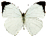  (Nepheronia argia - NPH-OB-001)  @14 [ ] Copyright (2009) Unspecified Unspecified