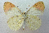  (Colotis evanthides - USNMENT00656119)  @14 [ ] Copyright (2009) Unspecified Unspecified