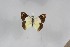  (Colotis praeclarus - BC-TB5698)  @11 [ ] Copyright (2009) Unspecified Unspecified