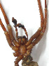  (Isoctenus janeirus - IJ1139)  @11 [ ] CreativeCommons - Attribution Share-Alike (2024) Unspecified Universidade Estadual de Londrina