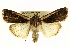  ( - BIOUG02040-B01)  @14 [ ] CreativeCommons - Attribution (2012) CBG Photography Group Centre for Biodiversity Genomics