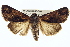  ( - BIOUG02040-B02)  @14 [ ] CreativeCommons - Attribution (2012) CBG Photography Group Centre for Biodiversity Genomics