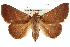  (Panopoda - BIOUG02040-B03)  @15 [ ] CreativeCommons - Attribution (2012) CBG Photography Group Centre for Biodiversity Genomics